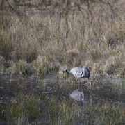 Grunewald-Kranich-Pechsee
