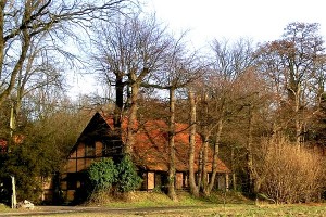 Wie kann man diese gekappten Eichen retten?