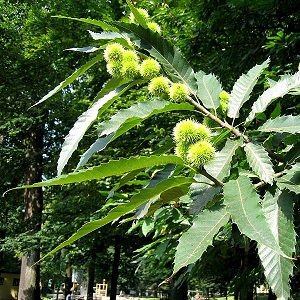 Maroni, Ess-Kastanie oder Edel-Kastanie Maroni, Ess-Kastanie oder Edel-Kastanie