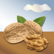 Nussbäume im Garten: Walnuss