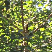 Abgebrochene Baumspitze eines Ginkgo