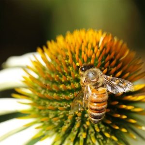 Stille auf der Blumenwiese: Sterben die Bienen aus?, (Foto: S. Bilharz)