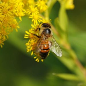 Stille auf der Blumenwiese: Sterben die Bienen aus?