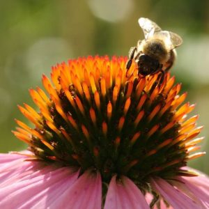 Stille auf der Blumenwiese: Sterben die Bienen aus?