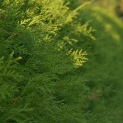 Borkenkaefer an Lebensbaum und Wacholder