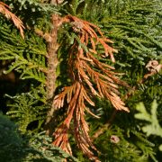 Borkenkaefer an Lebensbaum und Wacholder