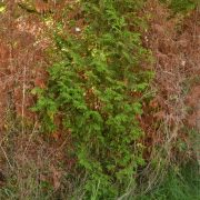 Borkenkaefer an Lebensbaum und Wacholder