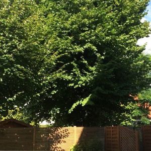 Muss mein Nachbar einen Baum an der Grenze zurückschneiden?