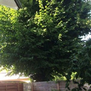 Muss mein Nachbar einen Baum an der Grenze zurückschneiden?