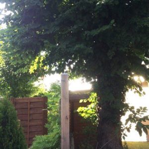 Muss mein Nachbar einen Baum an der Grenze zurückschneiden?