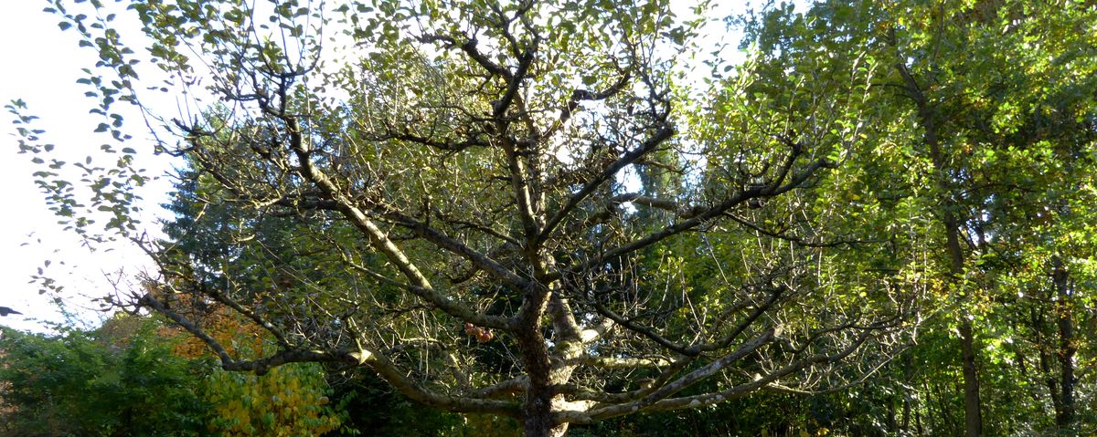 Gleichmäßigen Ertrag durch Schlankschnitt an Apfelbäumen