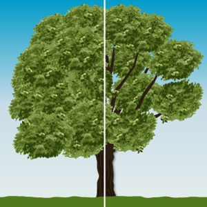 Auslichtungsschnitt bei Walnuss