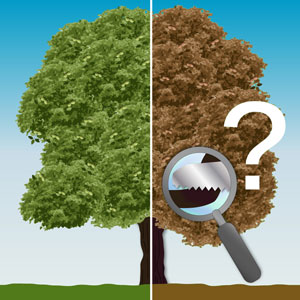 Richtiger Schnittzeitpunkt bei Walnuss