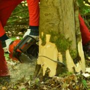 Fäll- und Schnittverbote bei Baum- und Gehölzpflege