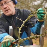 Fäll- und Schnittverbote bei Baum- und Gehölzpflege
