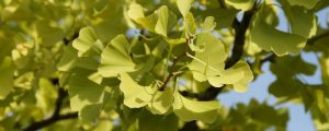 Ein „lebendes Fossil“: Der Ginkgo