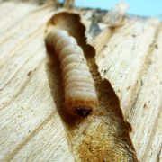 Asiatischer Moschusbock, Foto: LfL