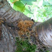 Asiatischer Moschusbock, Foto: LfL