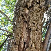 Asiatischer Moschusbock, Foto: LfL