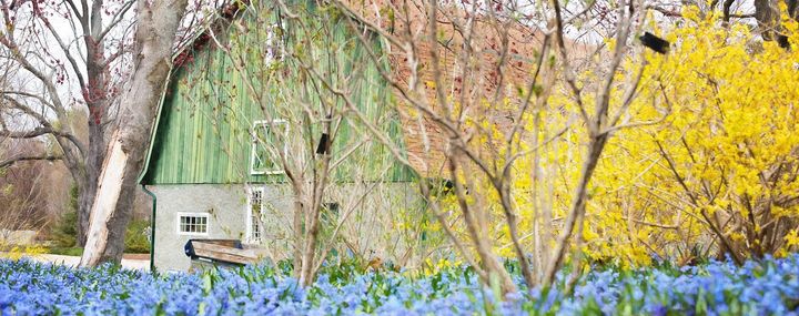 Die Frühblüher unter den Bäumen und Sträuchern