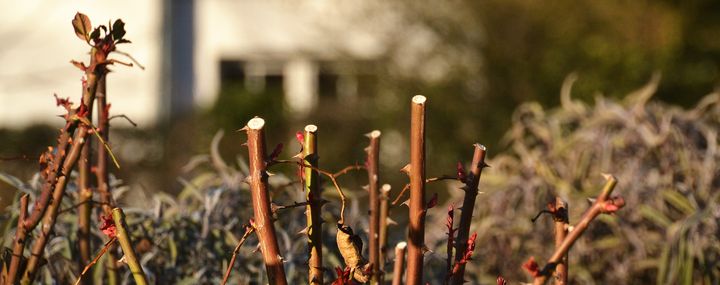 Wie schneiden Sie Ihre Rosen richtig?