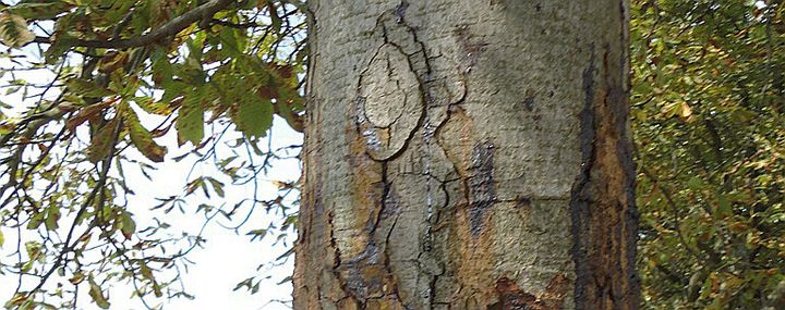 Bakterielles Rosskastanien-Sterben - Kastanie in Gefahr