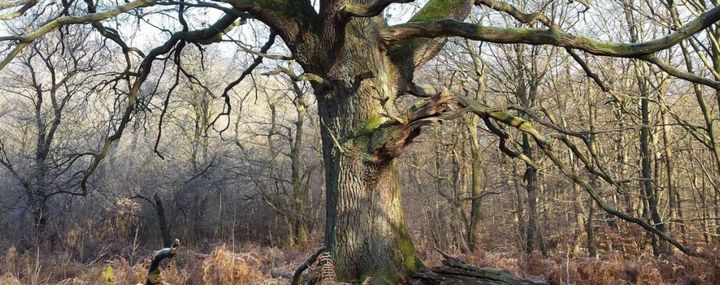 Der Wert eines Baumes