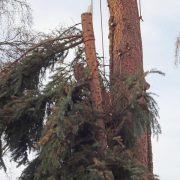 Waschbär trifft Baumpfleger