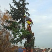 Waschbär trifft Baumpfleger