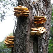 Regelmäßige Baumkontrolle notwendig: Schwefelporling