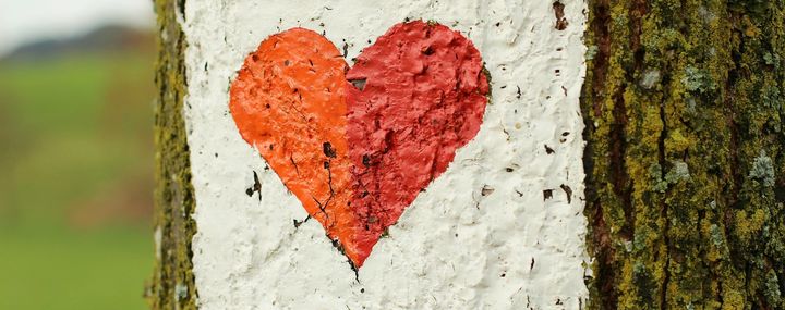 Tag des Baumes - 10 Gründe warum wir Bäume brauchen