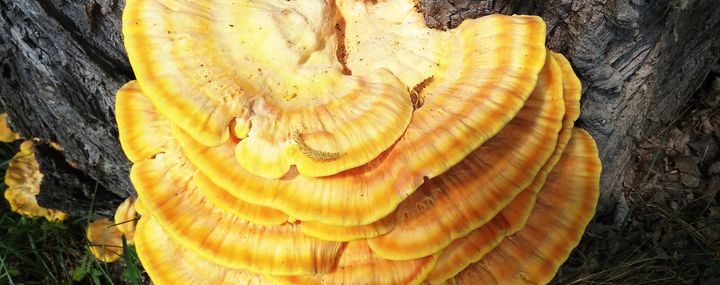 Regelmäßige Baumkontrolle notwendig: Schwefelporling