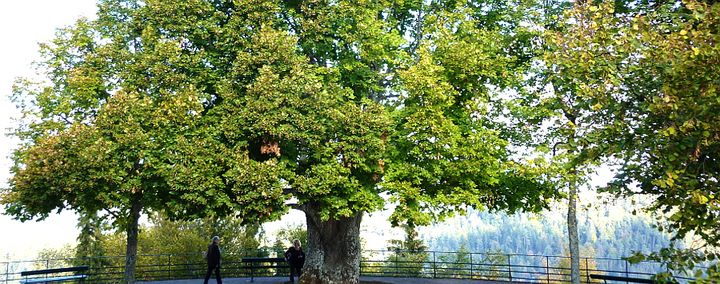 Die alten Linden vom Mont Sainte-Odile