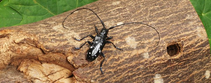 Der Asiatischer Laubholzbock - Baumschädling aus Fernost