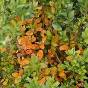 Richtiger Baumschnitt - Der Buchsbaum