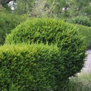 Richtiger Baumschnitt - Der Buchsbaum