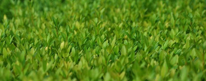 Richtiger Baumschnitt - Der Buchsbaum