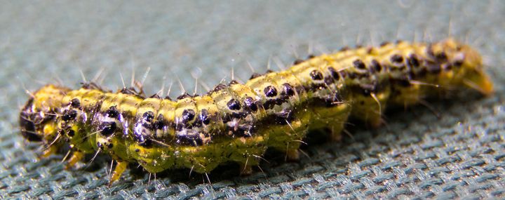 Buchsbaumzünsler: Ablesen oder Gift? Bekämpfen oder verzichten?