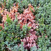 Richtiger Baumschnitt - Der Buchsbaum