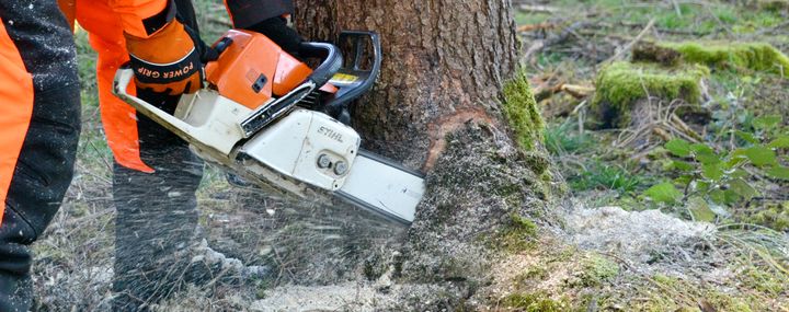 Wann darf ich Bäume schneiden oder fällen?