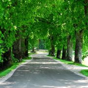 Stadtbäume zwischen Evolution und Technik