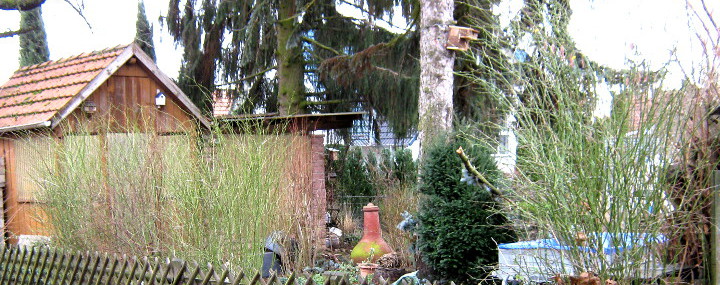 Blaufichte mit Sturmschaden: Retten oder fällen?