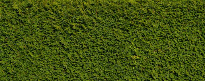 Hecken richtig schneiden