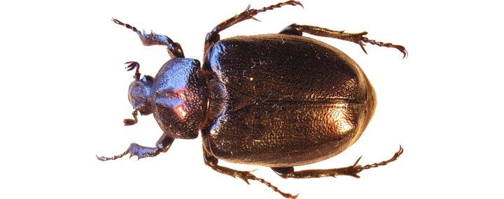 Käfer unter Schutz: Der Eremit