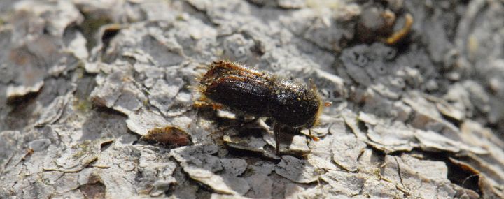 Borkenkäfer an Fichten im Garten, Foto: F. Stahl