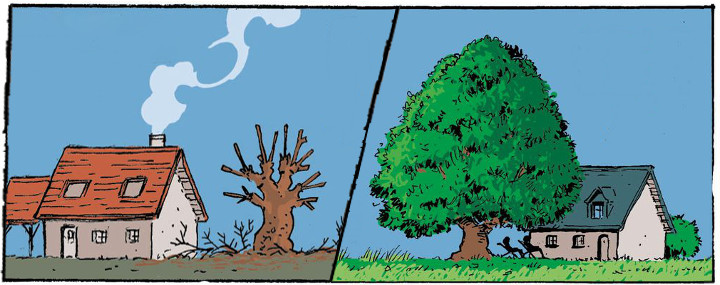 Tod einer Eiche - Ein Plädoyer für gute Baumpflege