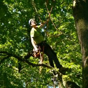 Baumklettern – Bäume pflegen und fällen mit Seilklettertechnik
