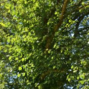 Wie verhindert man starken Austrieb bei Linden?