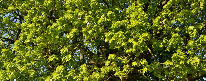 Wie verhindert man starken Austrieb bei Linden?