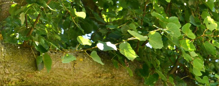 Umgang mit Wasserschösslingen und Austrieb am Stamm von Linden